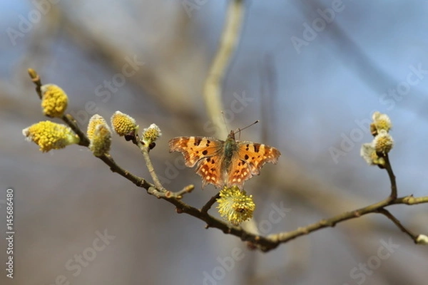 Obraz Beautiful orange butterfly with jagged wings on a spring tree