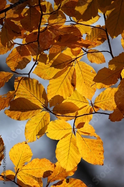 Obraz Golden autumn beech leaves in the sun