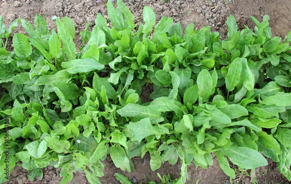 Fototapeta In the open ground in the garden grows sorrel.