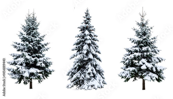 Fototapeta Set of pine trees isolated on transparent background.