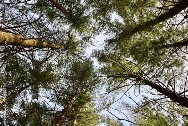 Obraz A view of the tall pine trees in the forest.