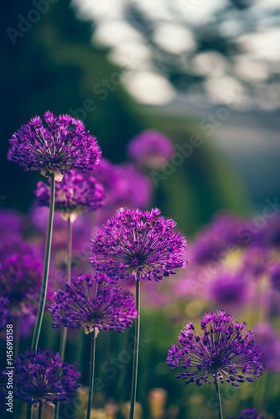 Obraz Colourful blooming flowers