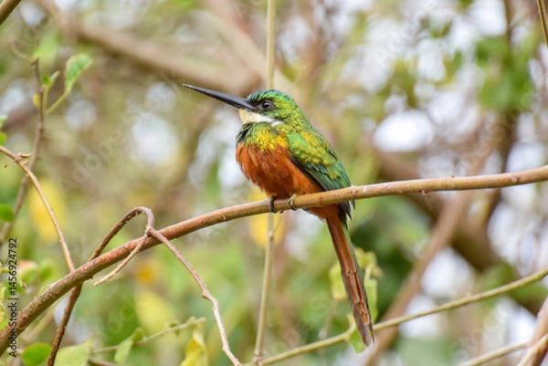 Fototapeta A brightly colored Rufous-tailed Jacamar sitting up on a small branch in scrubby woodland in eastern Tobago