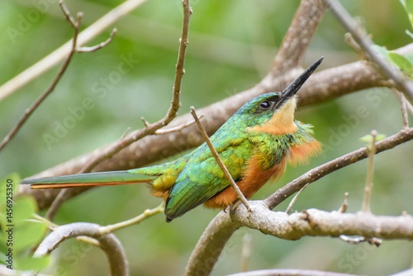 Fototapeta A brightly colored and fluffed up Rufous-tailed Jacamar sitting up on a small branch in scrubby woodland in eastern Tobago