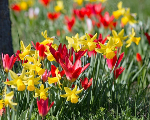 Fototapeta Frühling