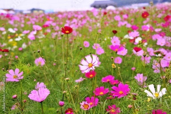 Fototapeta 三光のコスモス