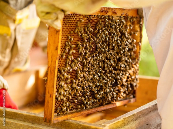 Fototapeta Wooden frame with honeycomb is being inspected by beekeeper for quality control. Production of fine organic natural product. Popular hobby and agriculture business. Selective focus.