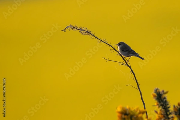 Fototapeta Willow warbler (Phylloscopus trochilus) in front of a rapeseed field at sunset. Beautiful spring bird portrait.
