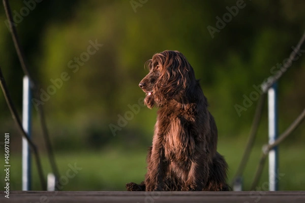 Fototapeta English Cocker Spaniel in a spring park