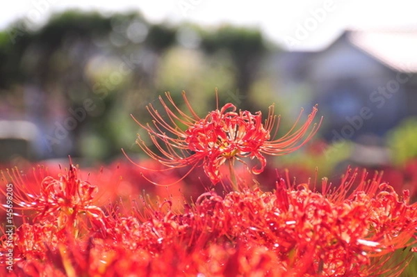 Fototapeta 彼岸花