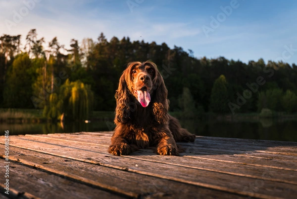 Fototapeta English Cocker Spaniel in a spring park