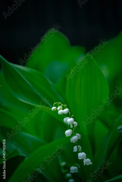 Fototapeta The green glade of lily of the valley flowers in the spring forest. White bells of may-lily flower on a clearing in the woods among the green leaves.