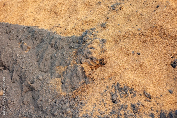 Fototapeta Soil and rice stalks for cultivation. Top view of fertile soil in the garden. Background texture.