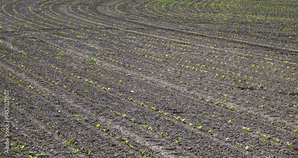 Fototapeta A field with rows of small green plants in spring sunlight in the Tullnerfeld region, Austria