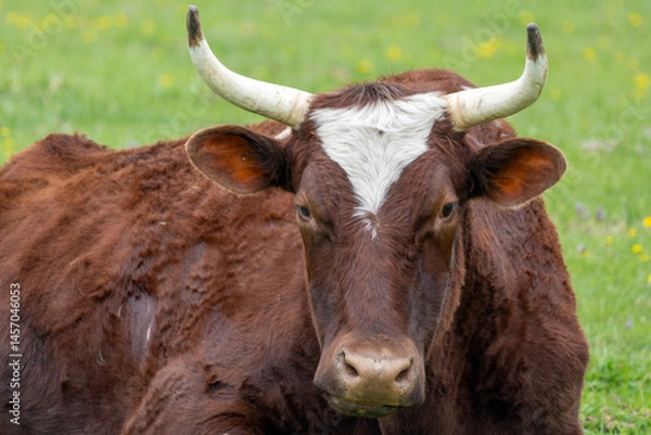Obraz highland cow with horns