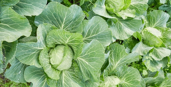 Fototapeta Close up of cabbage on an organic plantation, selective focus.