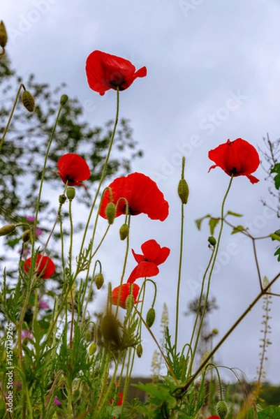 Fototapeta Many red tulips in the garden against the sky.