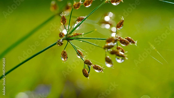 Fototapeta Close-up of water drops on green grass. Water drops sparkling in light. Nature background with green bokeh.