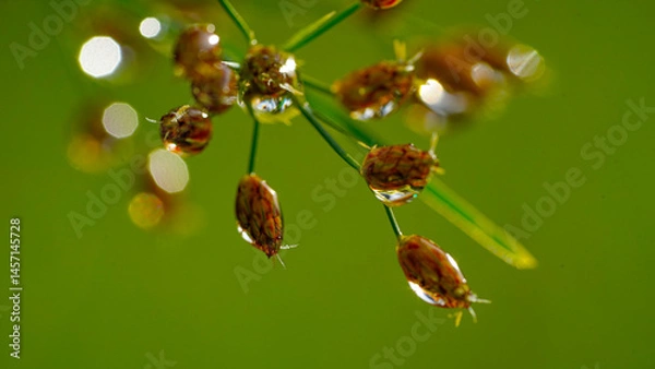 Fototapeta Close-up of water drops on green grass. Water drops sparkling in light. Nature background with green bokeh.