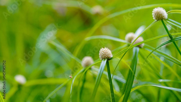 Fototapeta Bokeh, flowers and echinops in meadow at countryside, environment and landscape in Thailand.
