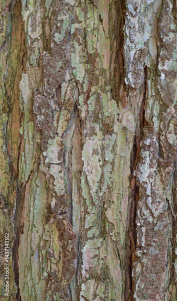 Fototapeta Beautiful close-up of the bark of cunninghamia konishii