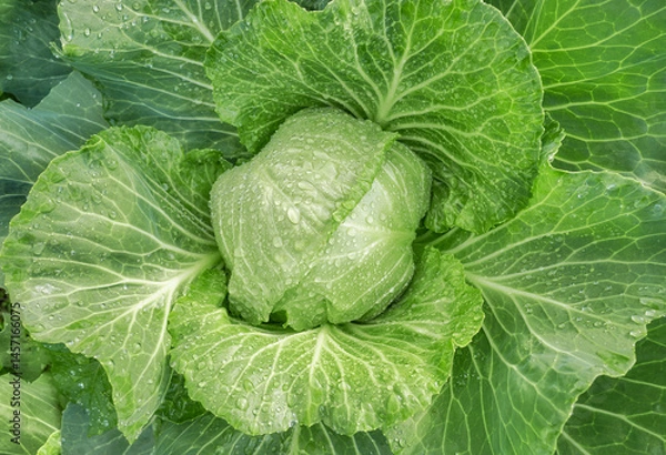 Fototapeta Close up of cabbage on an organic plantation, selective focus.