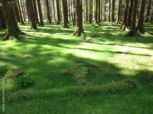 Obraz Green forest in Gouganbarra West Cork
