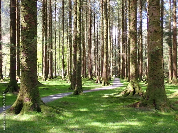 Obraz Green forest in Gouganbarra West Cork