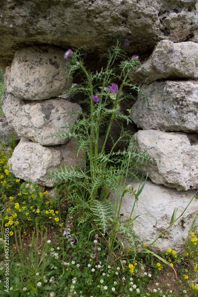 Fototapeta ancient Italian stone age building in Salento area