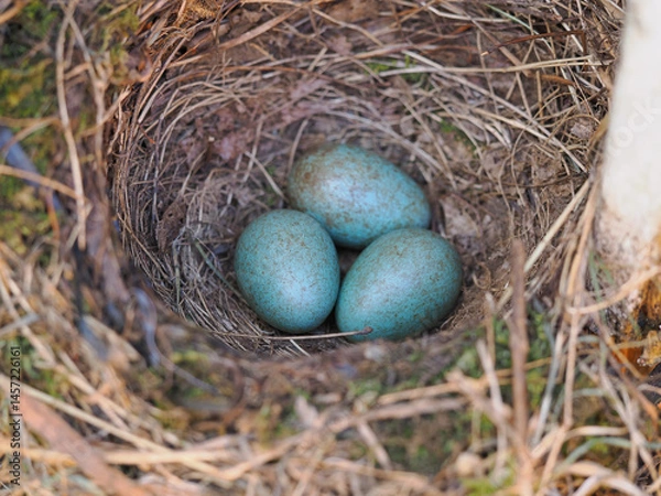 Obraz Three blackbirds eggs in a nest showing the blue colour speckled with brown