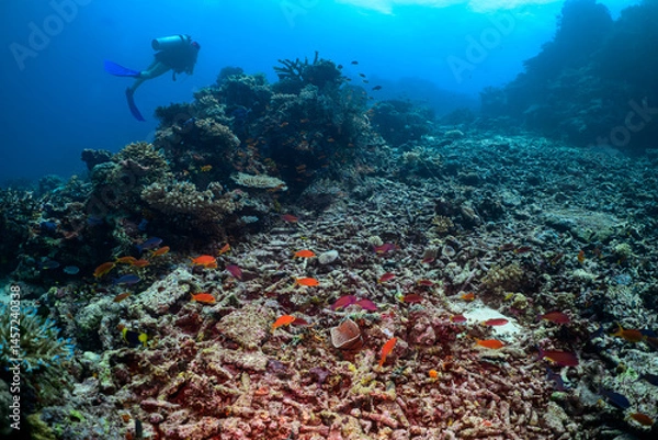 Obraz Diver exploring the reef in Fiji 