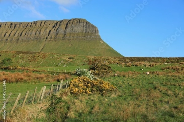 Fototapeta Landscape in rural County Sligo, Ireland in springtime featuring sheep grazing in fields on hillside near Benbulben Mountain with blue sky overhead 