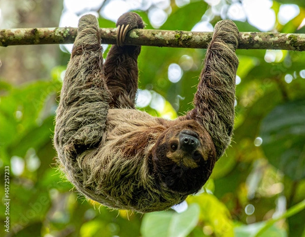 Fototapeta A sloth hanging from a tree branch in Costa Rica�s rainforest canopy.