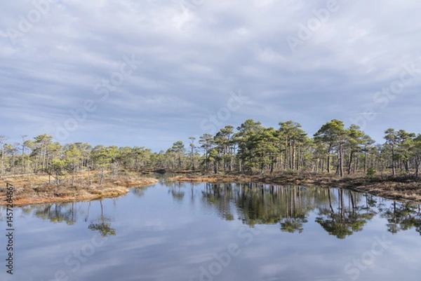 Fototapeta Seli, Estonia - May 04 2025: Symmetrical Mire Hollow in Seli Raised Bog. Reflections of Bonsai Pines, Blue Sky, and Clouds on Still Water on a Bright Spring Day in Protected Wetland Landscape