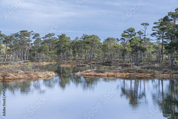 Fototapeta Seli, Estonia - May 04 2025: Symmetrical Mire Hollow in Seli Raised Bog. Reflections of Bonsai Pines, Blue Sky, and Clouds on Still Water on a Bright Spring Day in Protected Wetland Landscape