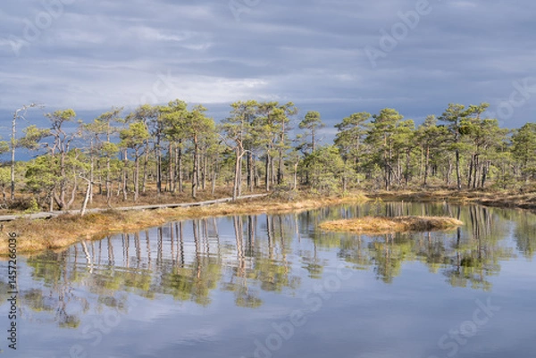 Fototapeta Seli, Estonia - May 04 2025: Symmetrical Mire Hollow in Seli Raised Bog. Reflections of Bonsai Pines, Blue Sky, and Clouds on Still Water on a Bright Spring Day in Protected Wetland Landscape