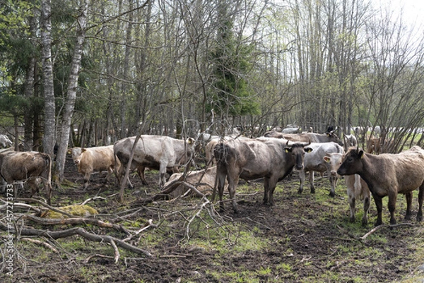 Fototapeta Mallavere, Estonia - May 05 2025: Beef cattle hidden in dense green bushes – rural livestock scene with cows grazing or resting in natural overgrown pasture, peaceful countryside farming environment.