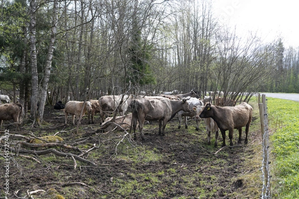 Fototapeta Mallavere, Estonia - May 05 2025: Beef cattle hidden in dense green bushes – rural livestock scene with cows grazing or resting in natural overgrown pasture, peaceful countryside farming environment.