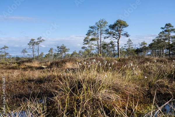 Fototapeta Seli, Estonia: May 04 2025: Typical bog landscape in nature reserve – floating peat moss mat, soft mossy ground, swamp hollow, poor bonsai pines, and bright blue sky with white clouds on a clear day.