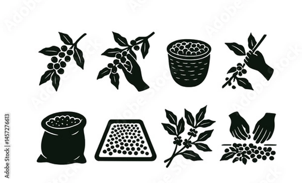 Fototapeta Coffee harvest icons set – berries, hands, basket, branches, bag, drying, sorting, processing. Vector icons set