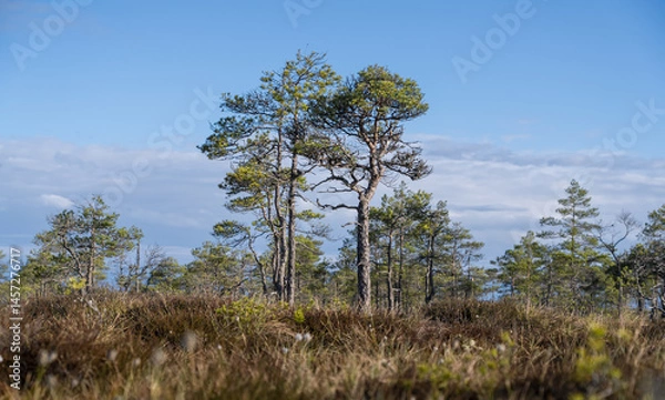 Fototapeta Seli, Estonia: May 04 2025: Typical bog landscape in nature reserve – floating peat moss mat, soft mossy ground, swamp hollow, poor bonsai pines, and bright blue sky with white clouds on a clear day.