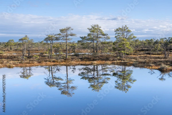 Fototapeta Seli, Estonia - May 04 2025: Symmetrical Mire Hollow in Seli Raised Bog. Reflections of Bonsai Pines, Blue Sky, and Clouds on Still Water on a Bright Spring Day in Protected Wetland Landscape