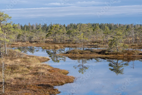 Fototapeta Seli, Estonia - May 04 2025: Symmetrical Mire Hollow in Seli Raised Bog. Reflections of Bonsai Pines, Blue Sky, and Clouds on Still Water on a Bright Spring Day in Protected Wetland Landscape