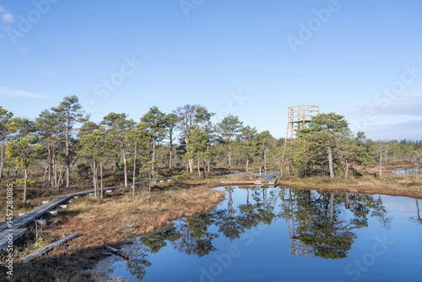Fototapeta Seli, Estonia - May 04 2025: Symmetrical Mire Hollow in Seli Raised Bog. Reflections of Bonsai Pines, Blue Sky, and Clouds on Still Water on a Bright Spring Day in Protected Wetland Landscape
