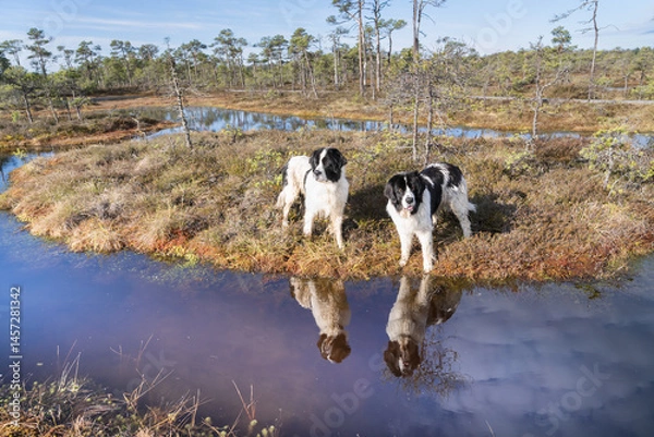 Fototapeta Seli Bog, Estonia - May 04 2025: Happy Landseer Dogs Enjoying a Bog walk at Seli Mire. Spring Morning in Scenic Wetland with Peat Moss, Swamp Grass, and Reflections in bog pool.