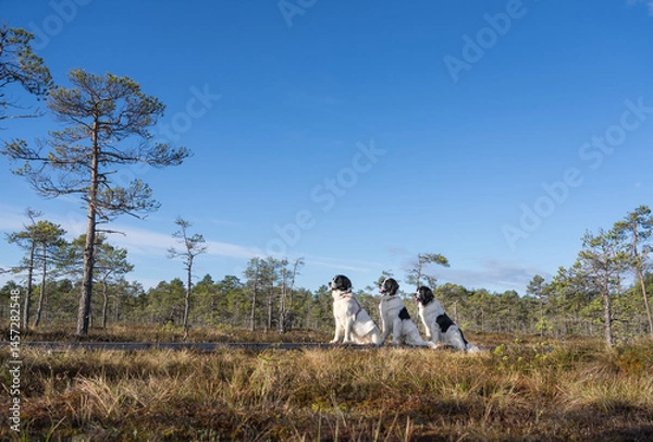 Fototapeta Seli Bog, Estonia - May 04 2025: Happy Landseer Dogs Enjoying a Bog walk at Seli Mire. Spring Morning in Scenic Wetland with Peat Moss, Swamp Grass, and Reflections in bog pool.