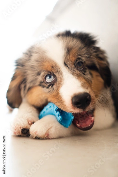 Fototapeta Miniature American Shepherd puppy at home. Blue merle with heterochromia. 2 months old playing with toys, ball