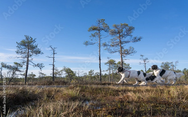 Fototapeta Seli Bog, Estonia - May 04 2025: Happy Landseer Dogs Enjoying a Bog walk at Seli Mire. Spring Morning in Scenic Wetland with Peat Moss, Swamp Grass, and Reflections in bog pool.