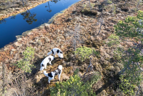 Fototapeta Seli Bog, Estonia - May 04 2025: Happy Landseer Dogs Enjoying a Bog walk at Seli Mire. Spring Morning in Scenic Wetland with Peat Moss, Swamp Grass, and Reflections in bog pool. View from tower.