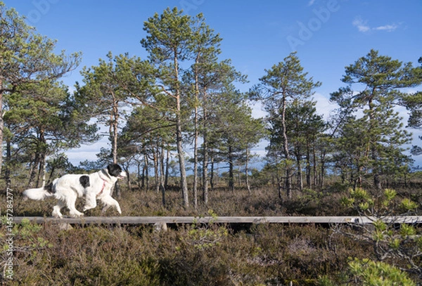 Fototapeta Seli Bog, Estonia - May 04 2025: Happy Landseer Dogs Enjoying a Bog walk at Seli Mire. Spring Morning in Scenic Wetland with Peat Moss, Swamp Grass, and Reflections in bog pool.